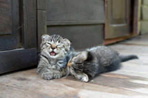 Junge Katzen sind süß, stellen aber auch besondere Anforderungen. Foto: Shutterstock